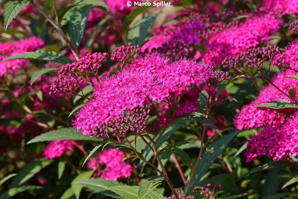 Spiraea japonica / Spirea del Giappone